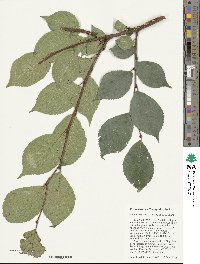 Ulmus lamellosa image