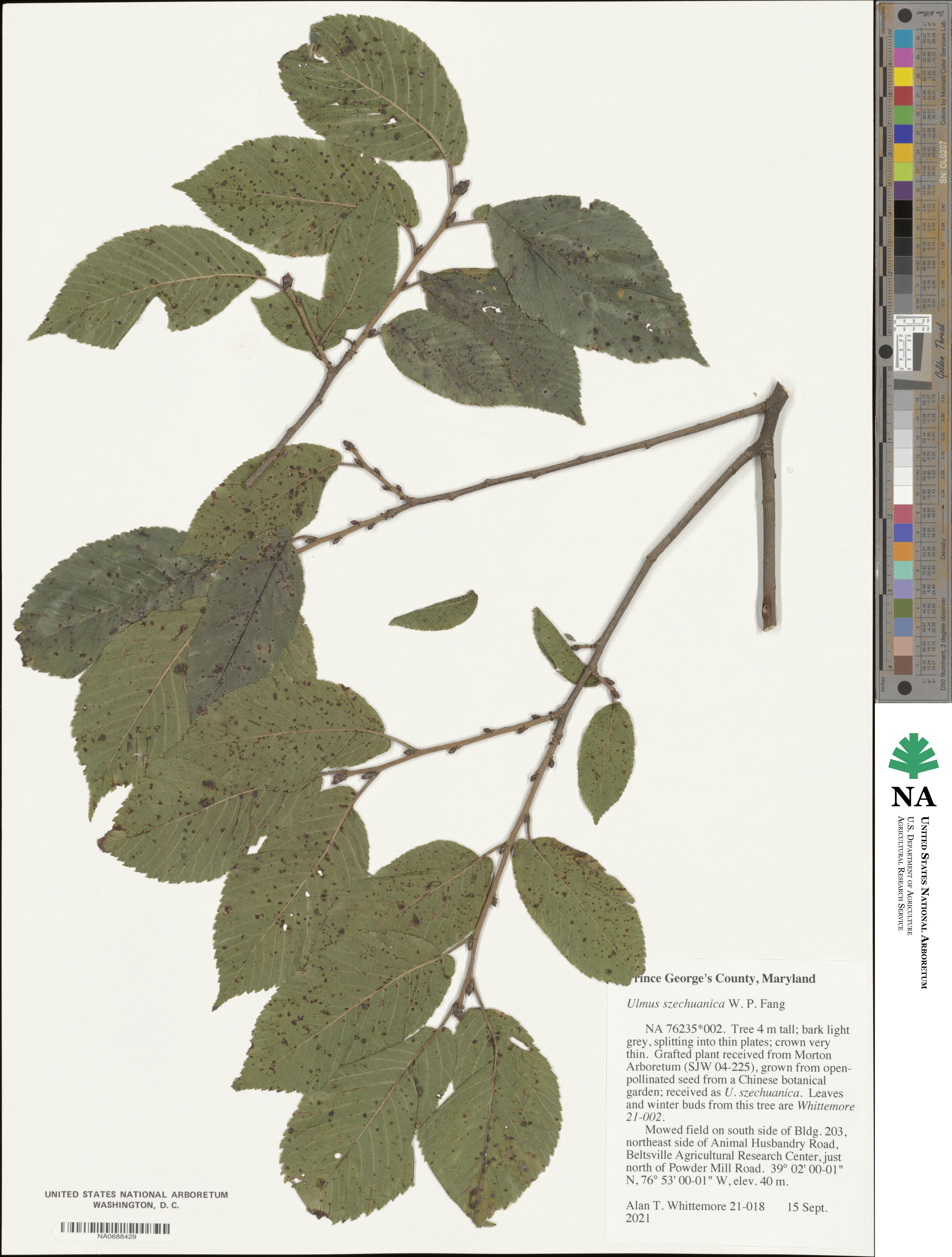 Ulmus szechuanica image