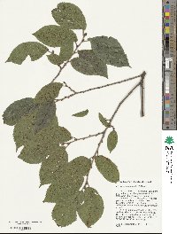 Ulmus szechuanica image