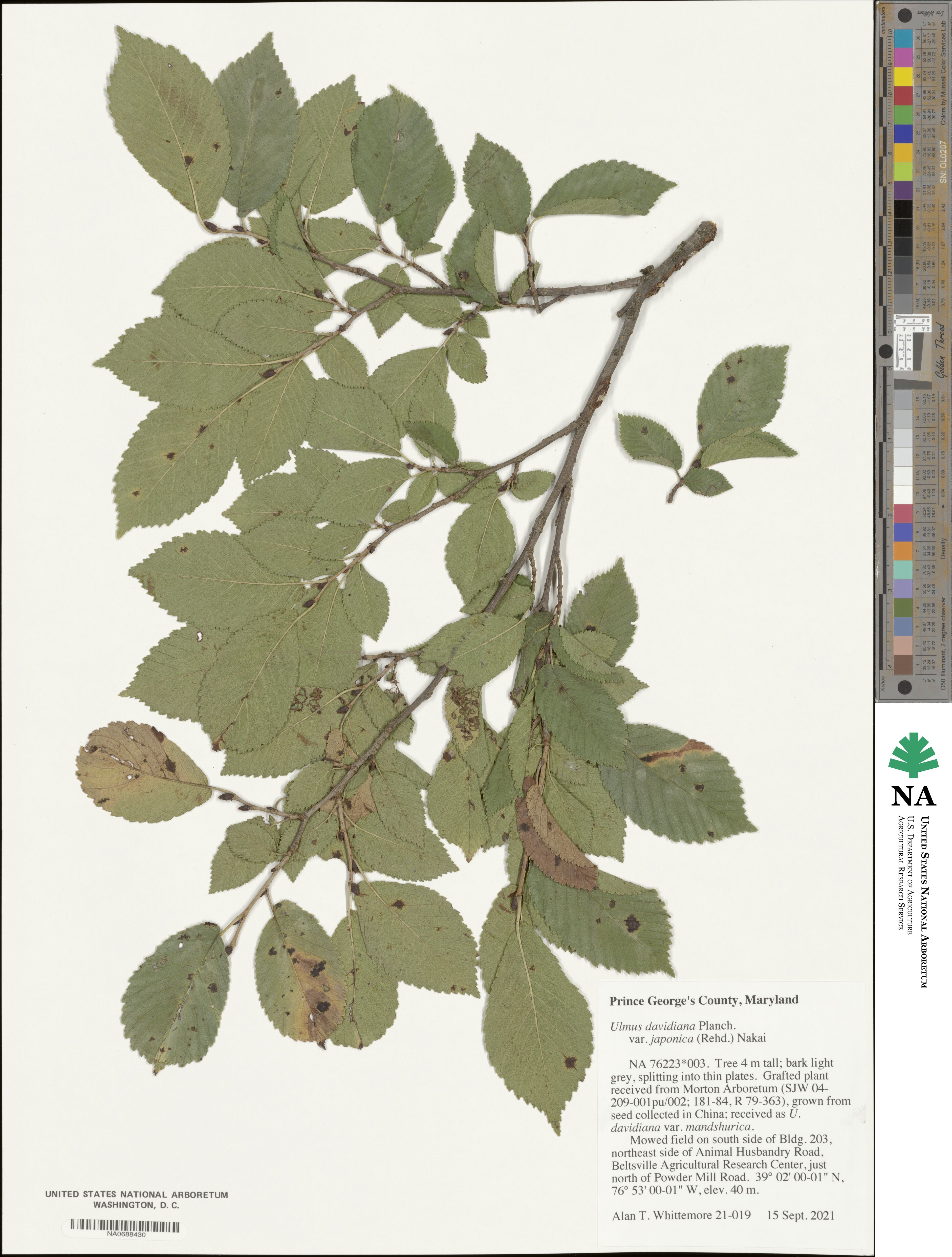 Ulmus davidiana var. japonica image