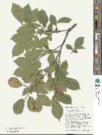 Ulmus davidiana var. japonica image