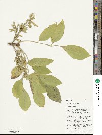 Fraxinus velutina image