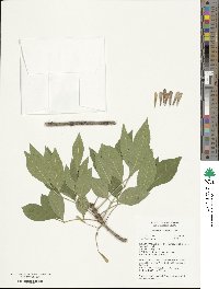 Fraxinus velutina image