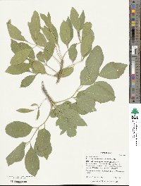 Fraxinus velutina image