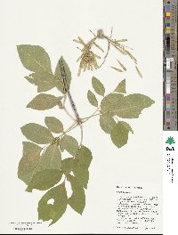 Fraxinus velutina image