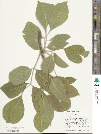 Fraxinus velutina image