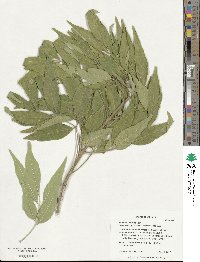 Fraxinus velutina image