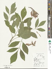 Fraxinus velutina image