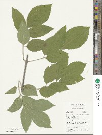 Fraxinus velutina image