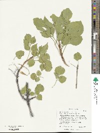 Fraxinus anomala image