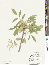 Fraxinus velutina image