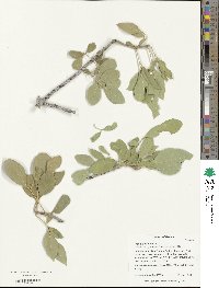 Fraxinus velutina image