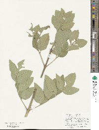 Fraxinus velutina image