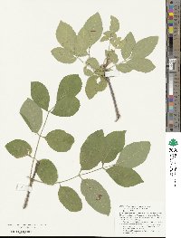 Fraxinus velutina image