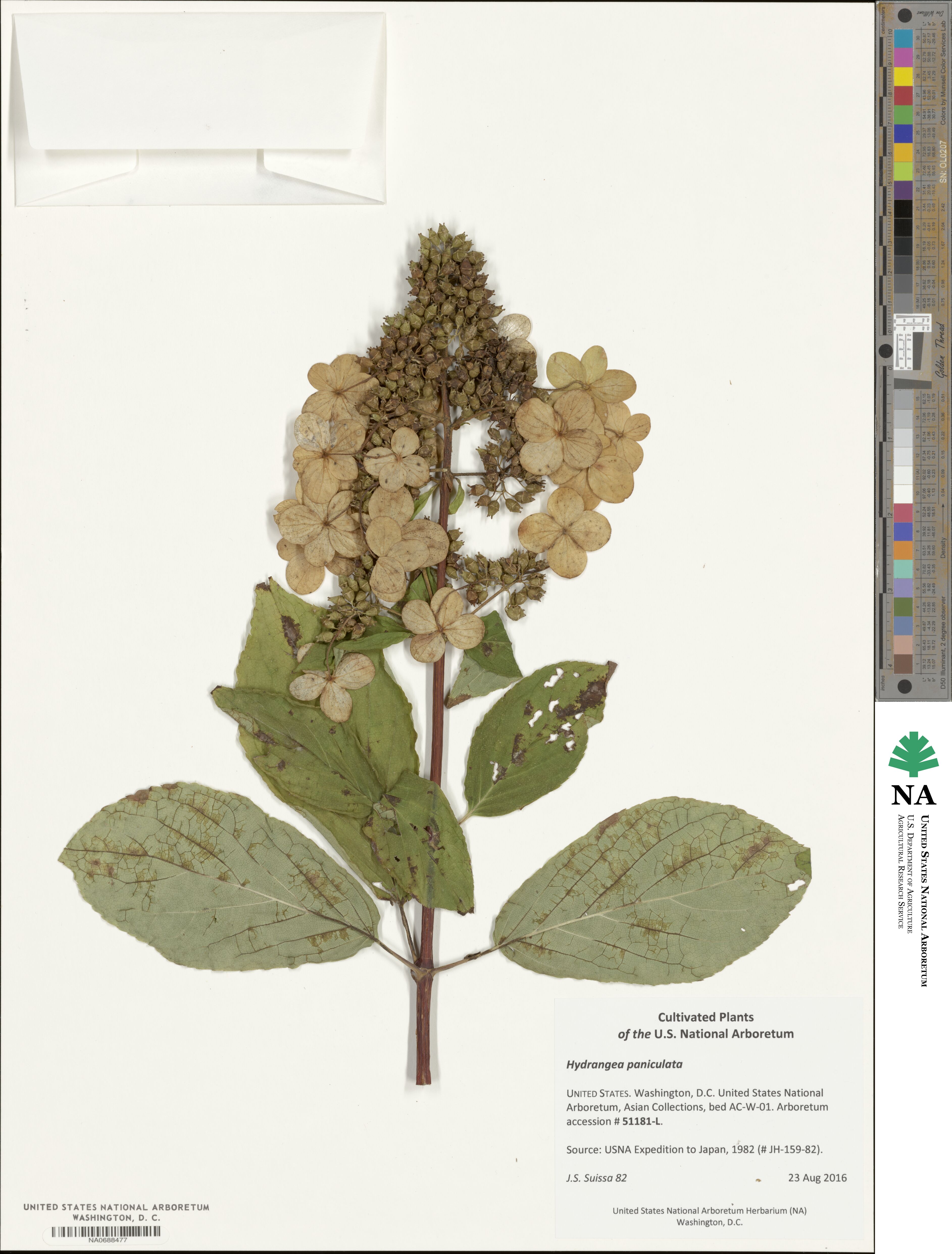 Hydrangea paniculata image