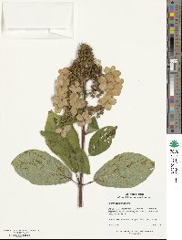 Hydrangea paniculata image