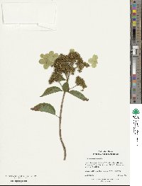 Hydrangea paniculata image