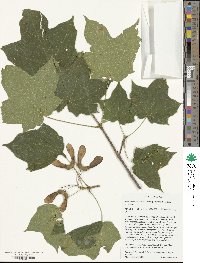 Acer nigrum image