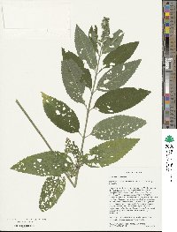 Teucrium canadense image