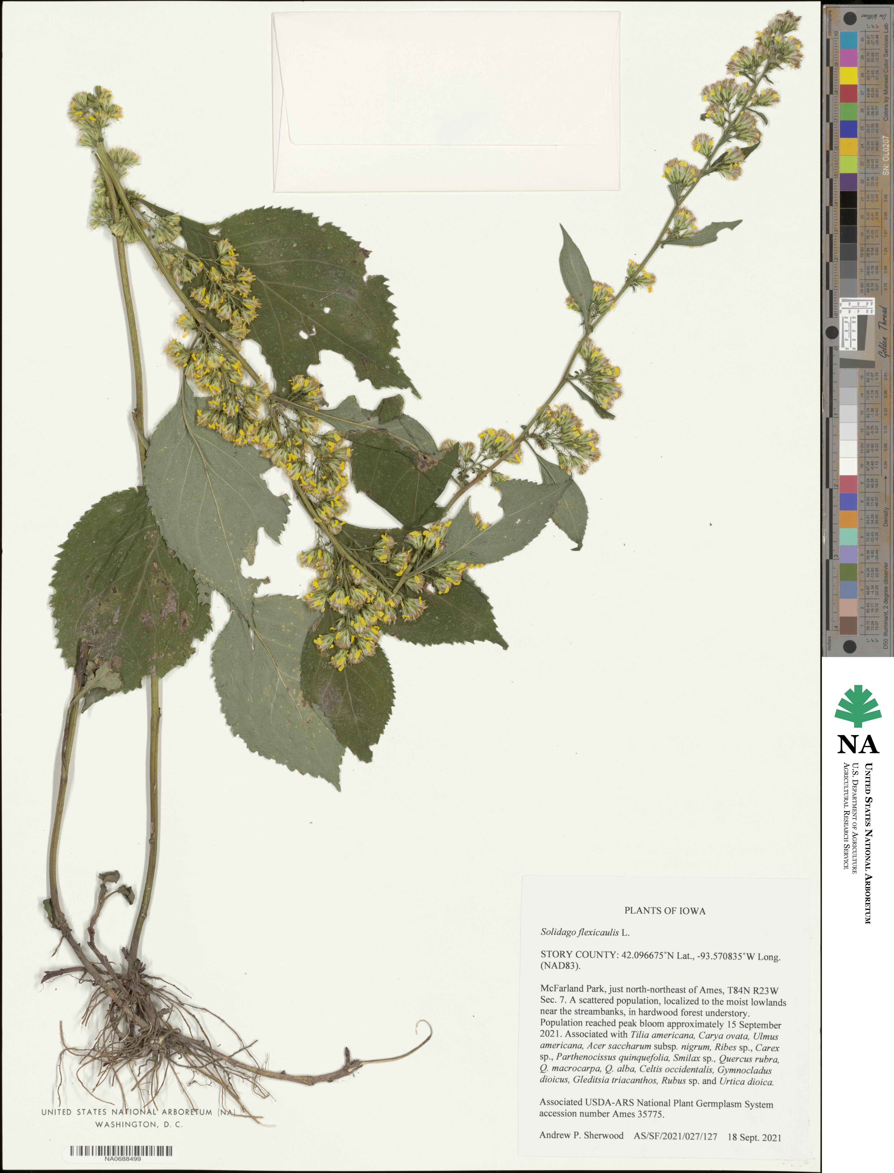 Solidago flexicaulis image