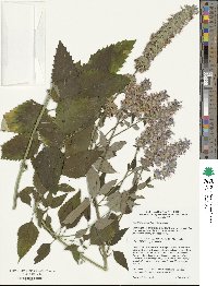 Agastache foeniculum image