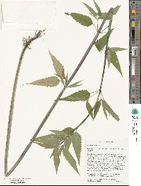 Monarda fistulosa image