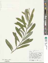 Salix humilis image