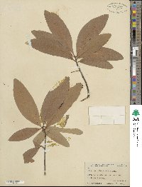 Quercus imbricaria image