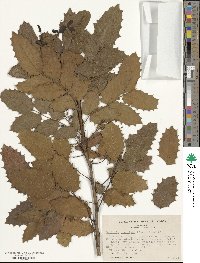 Mahonia aquifolium image