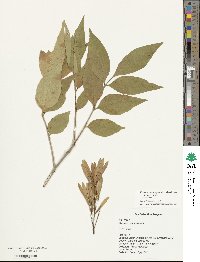 Fraxinus pennsylvanica var. pennsylvanica image