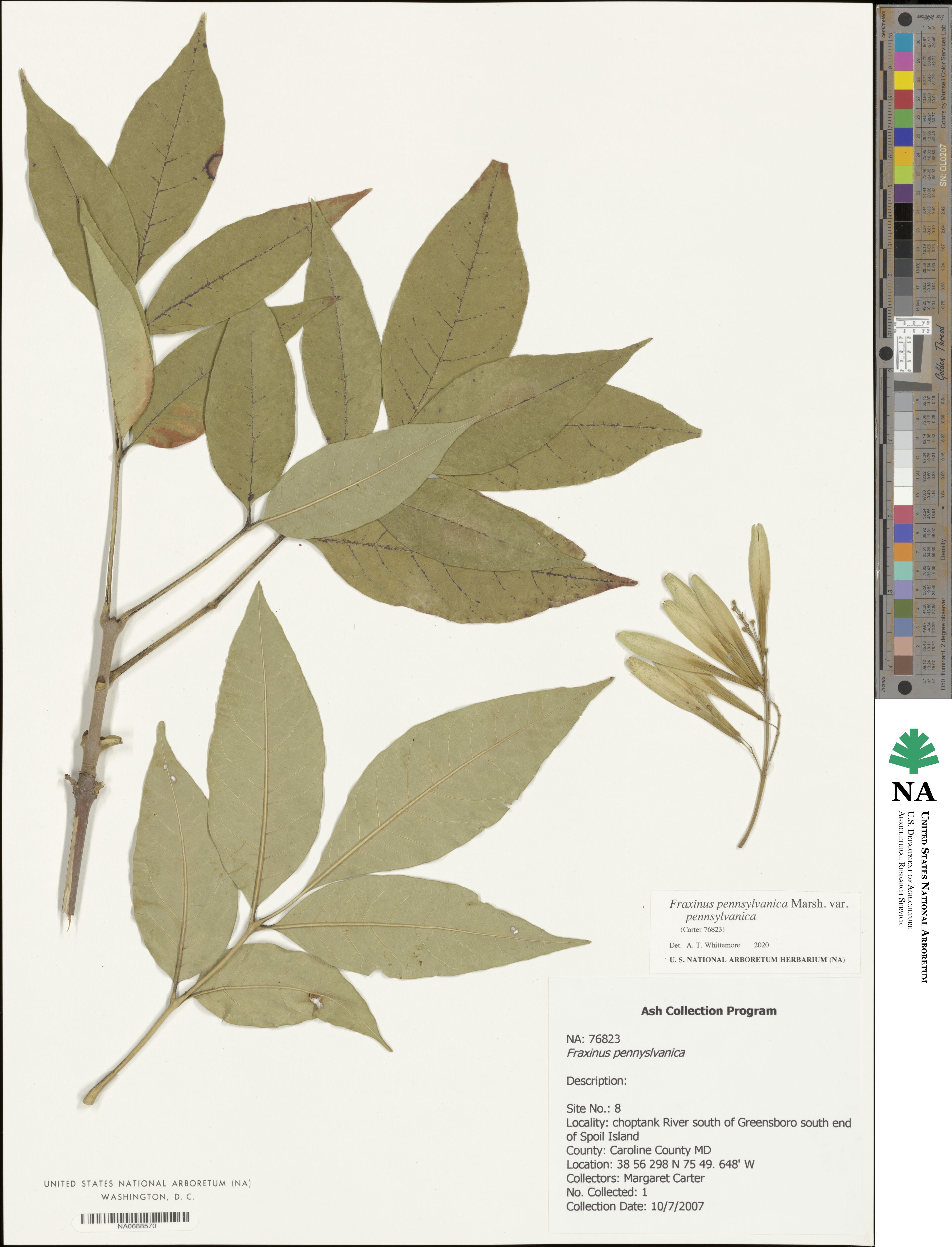 Fraxinus pennsylvanica var. pennsylvanica image