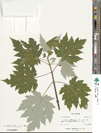 Acer saccharinum image