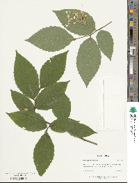 Fagus grandifolia image