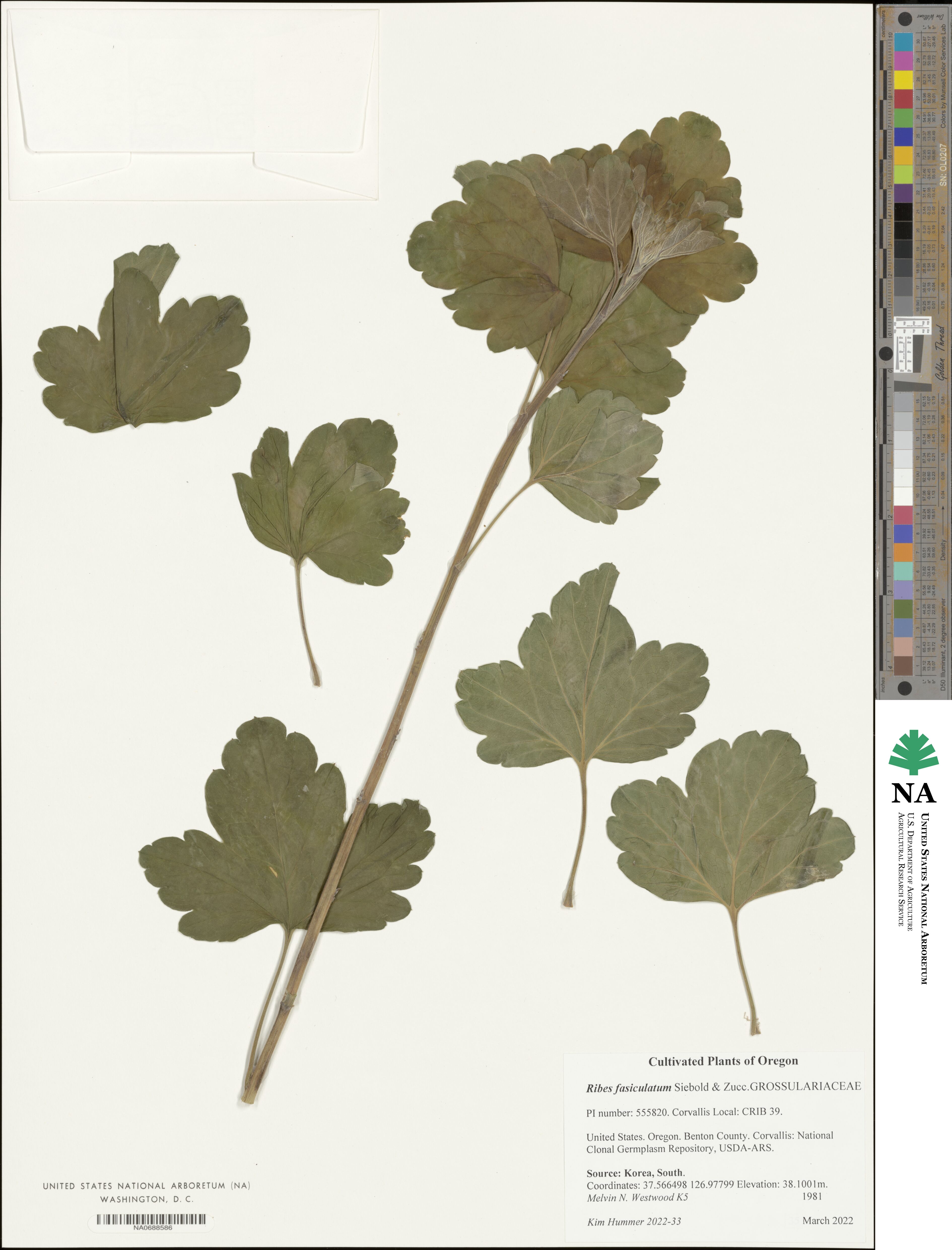 Ribes fasciculatum image