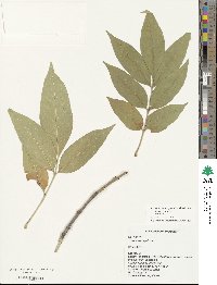 Fraxinus pennsylvanica var. pennsylvanica image