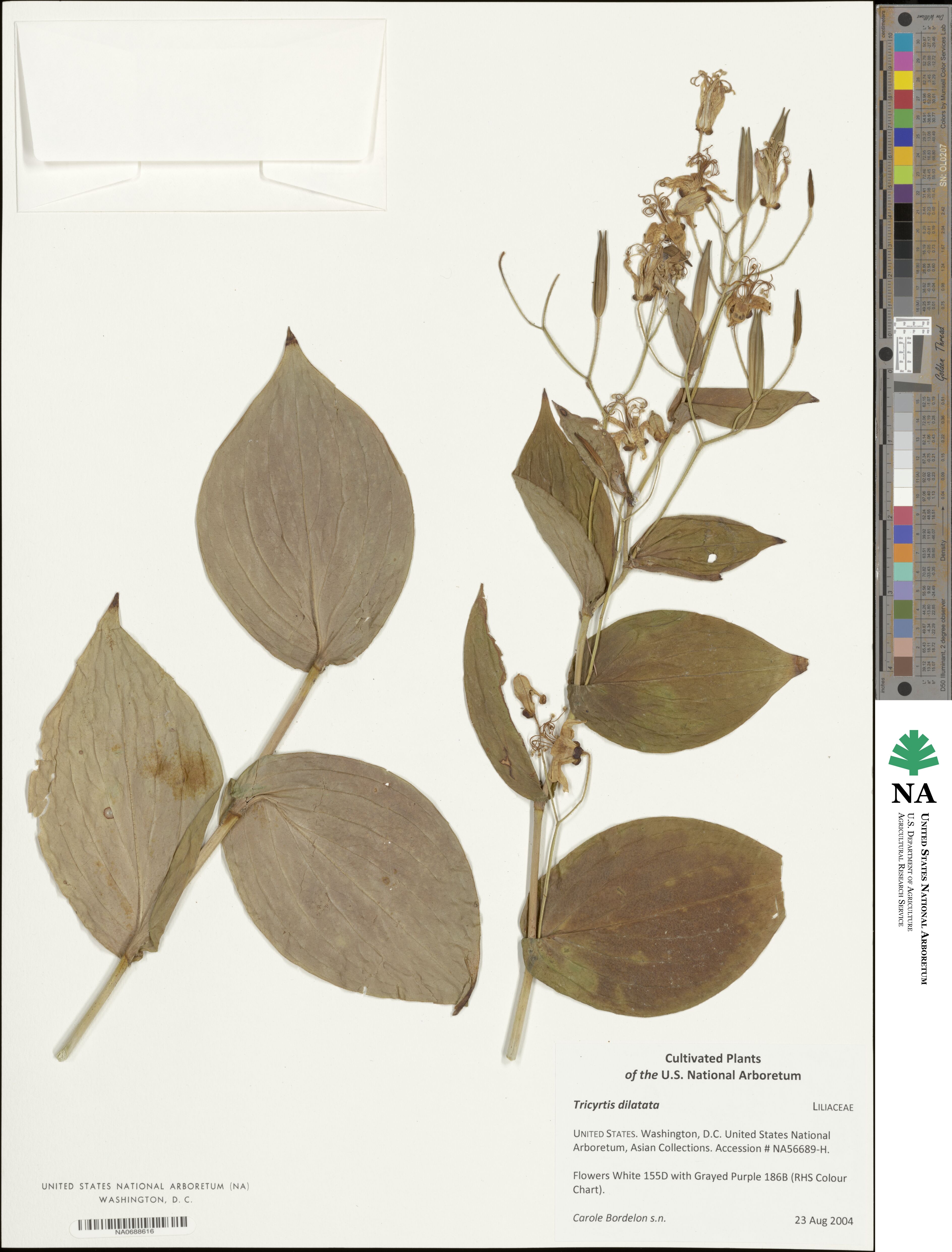 Tricyrtis dilatata image