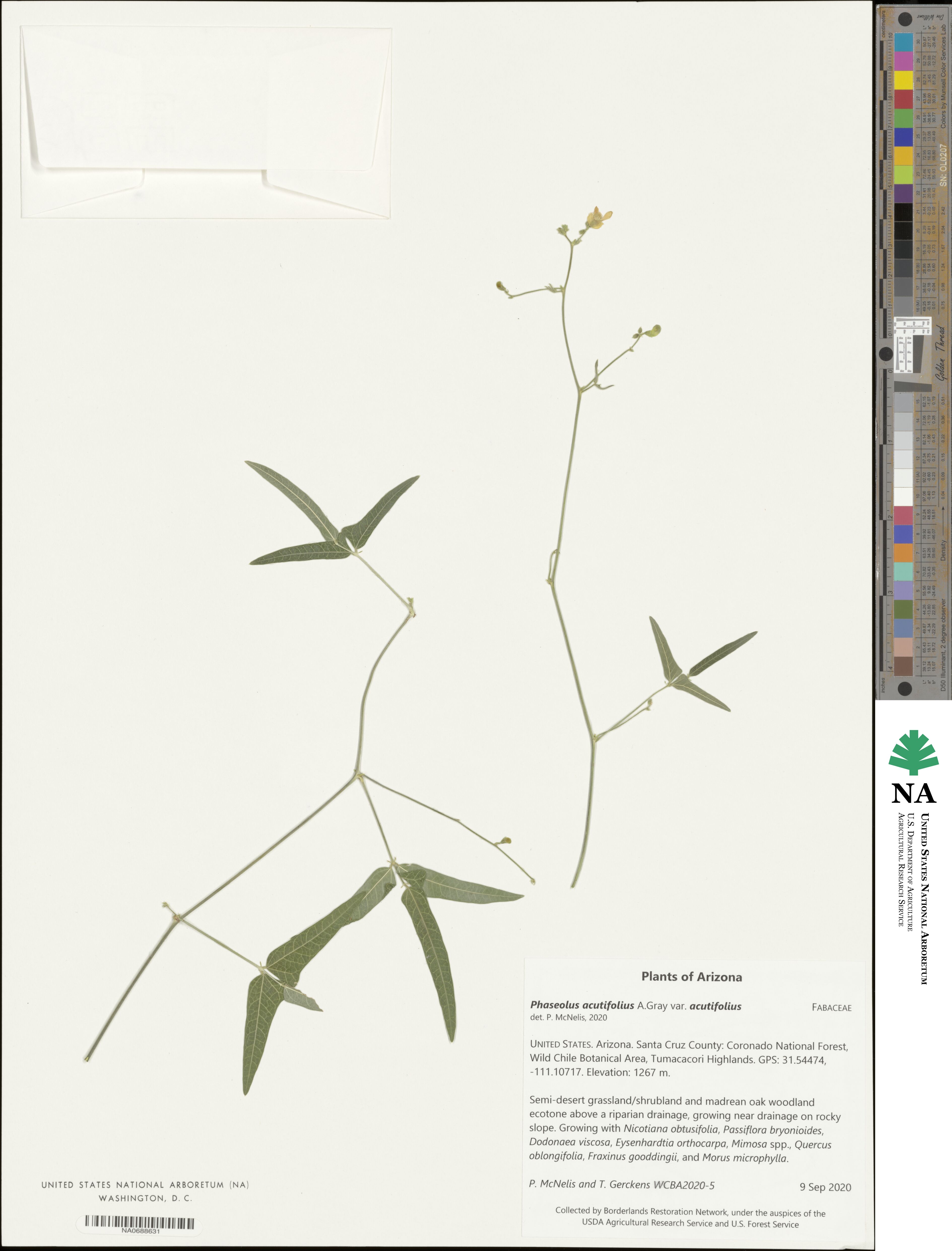 Phaseolus acutifolius var. acutifolius image