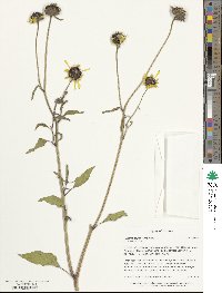 Helianthus petiolaris image