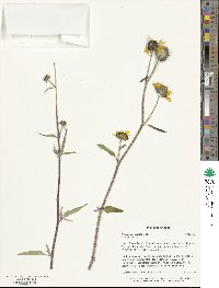 Helianthus petiolaris image