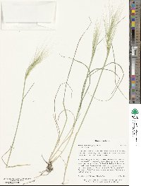 Elymus elymoides image