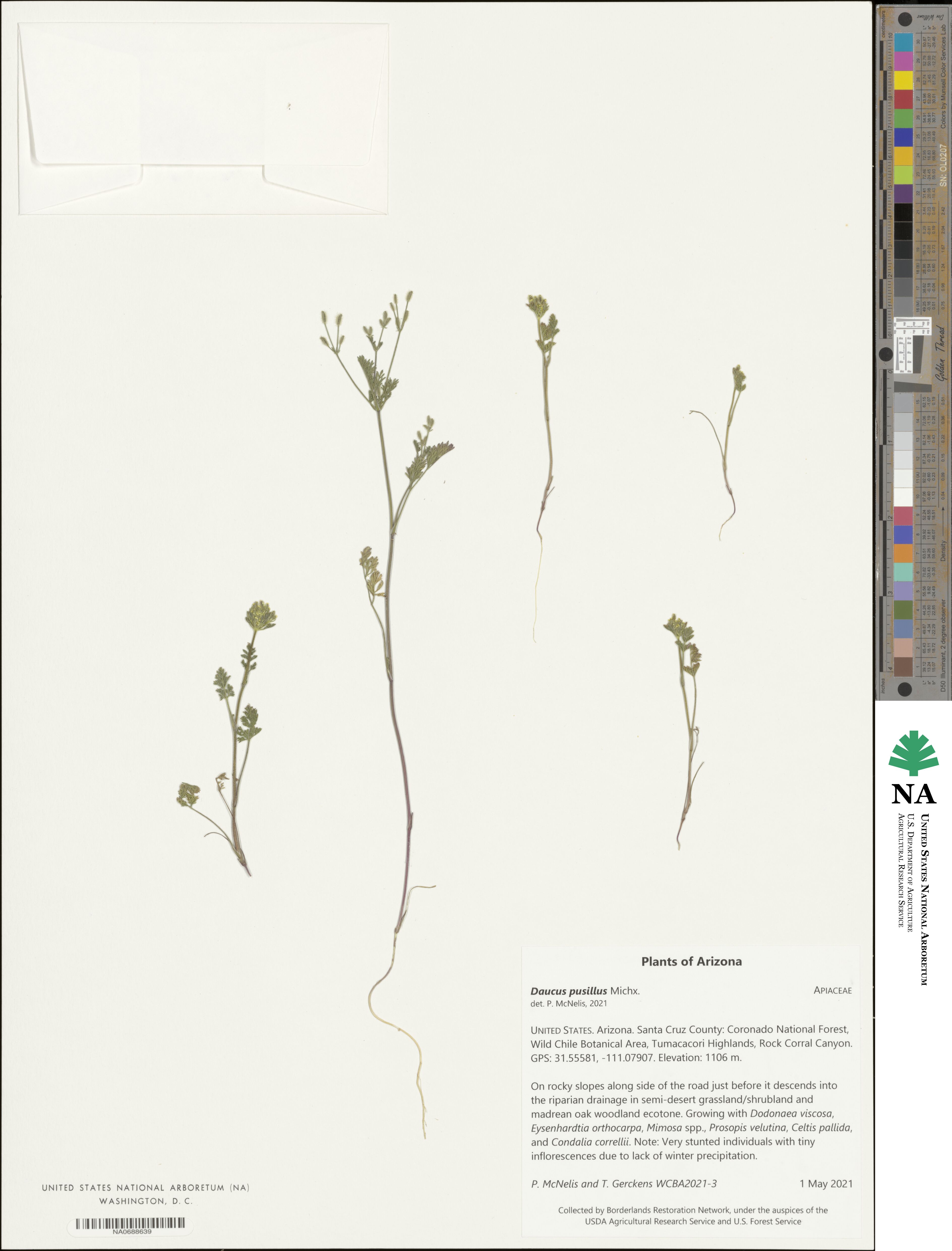 Daucus pusillus image