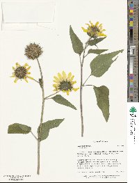 Helianthus annuus image