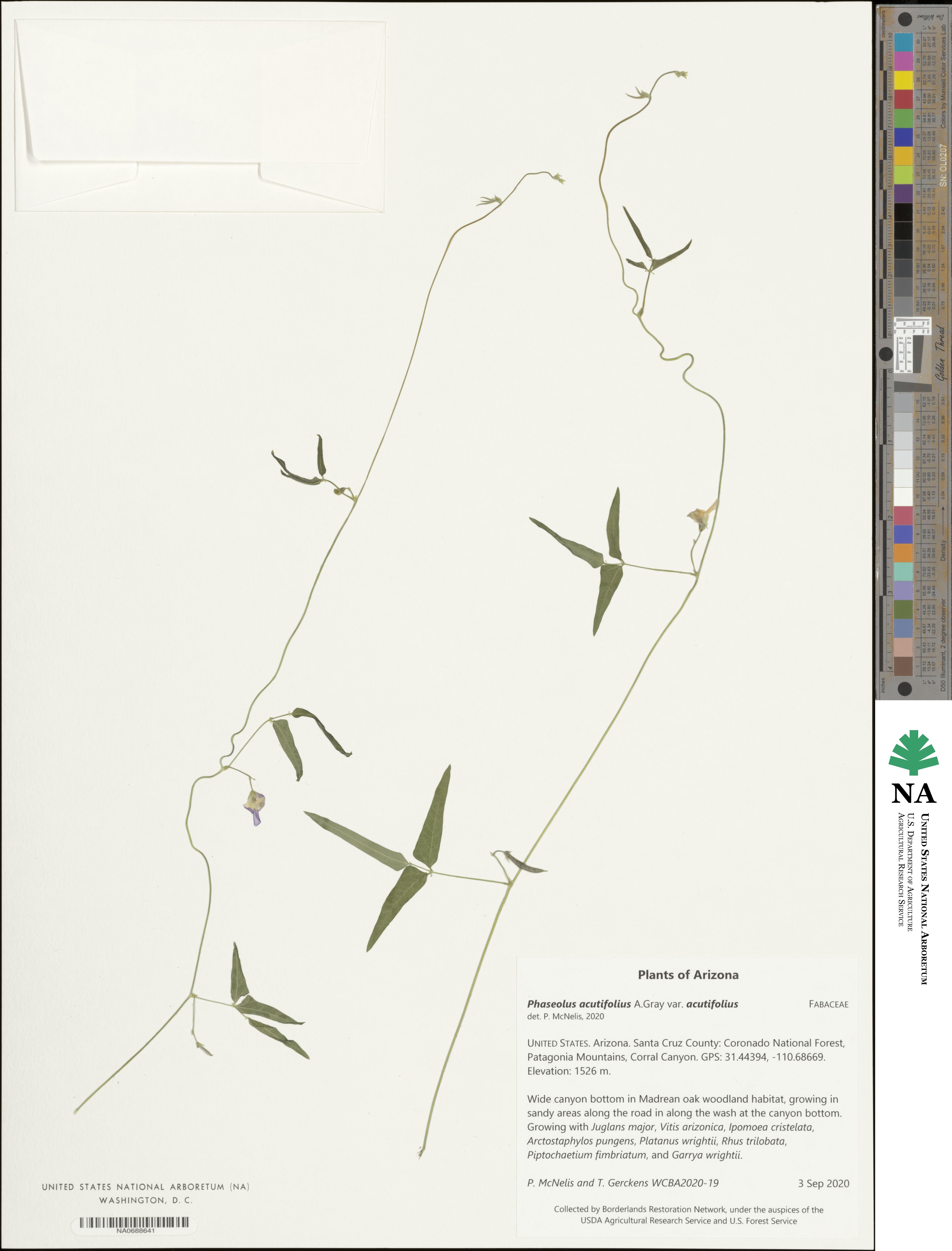Phaseolus acutifolius var. acutifolius image