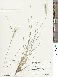 Elymus elymoides image