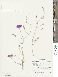 Ipomoea ternifolia image