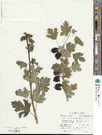 Ribes oxyacanthoides image