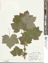 Ribes hudsonianum image