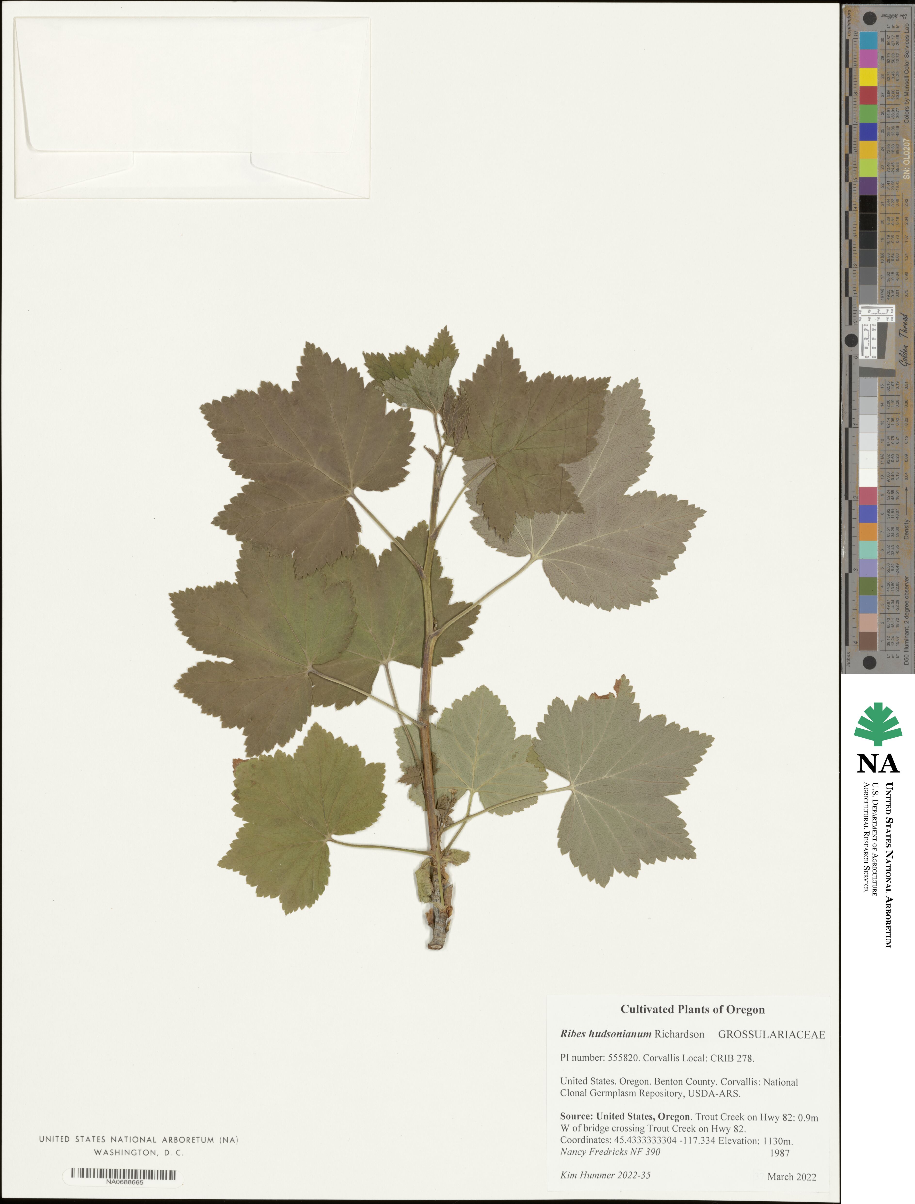 Ribes hudsonianum image