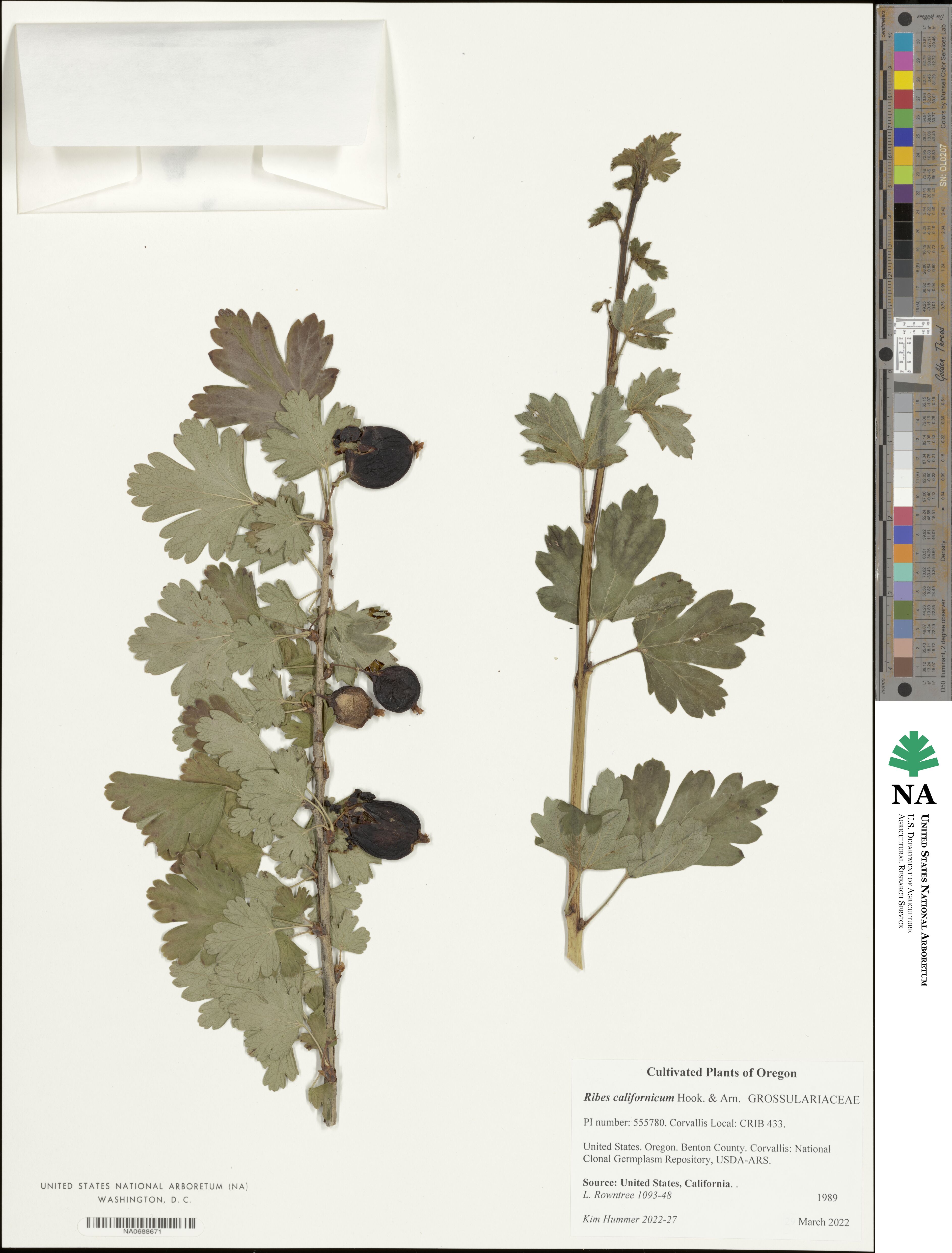 Ribes californicum image