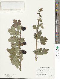 Ribes californicum image